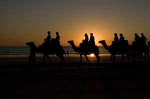 Cable Beach Camels at Sunset 